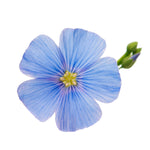 ingrédient fleur de lin pour le savon solide Fleur de lin par Maitre Savonitto pour la Râpe à Savon