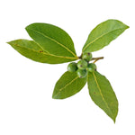 ingrédient feuille de laurier dans la composition du savon d'Alep pour la Râpe à Savon