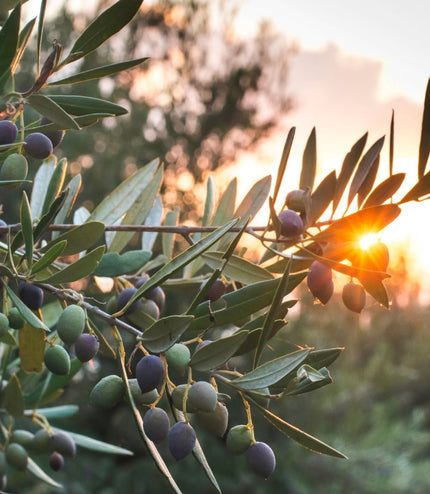 Savon de Marseille - Olive - La Râpe à Savon