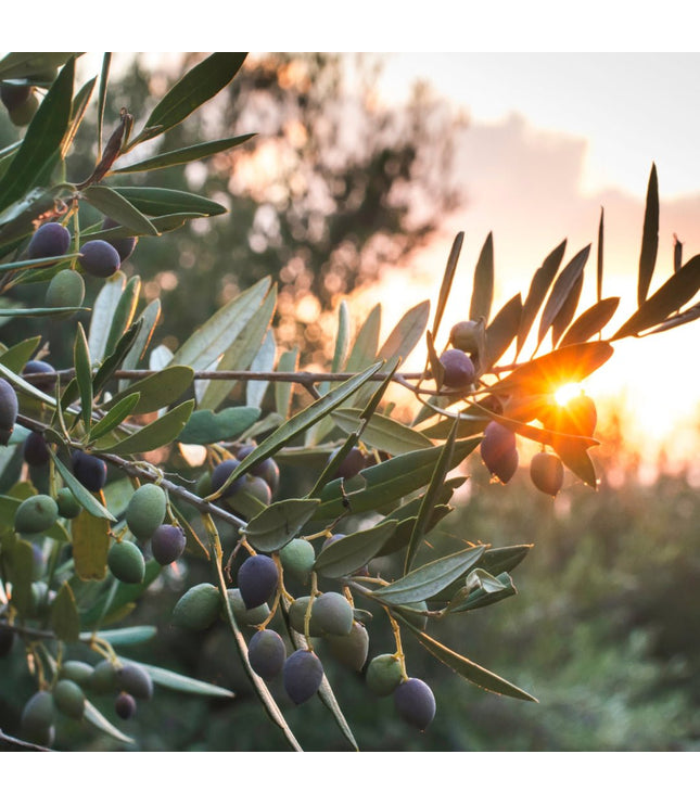 Savon de Marseille - Olive - La Râpe à Savon