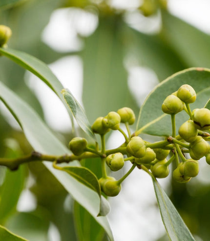 Savon entretien multi - usage - Eucalyptus - La Râpe à Savon