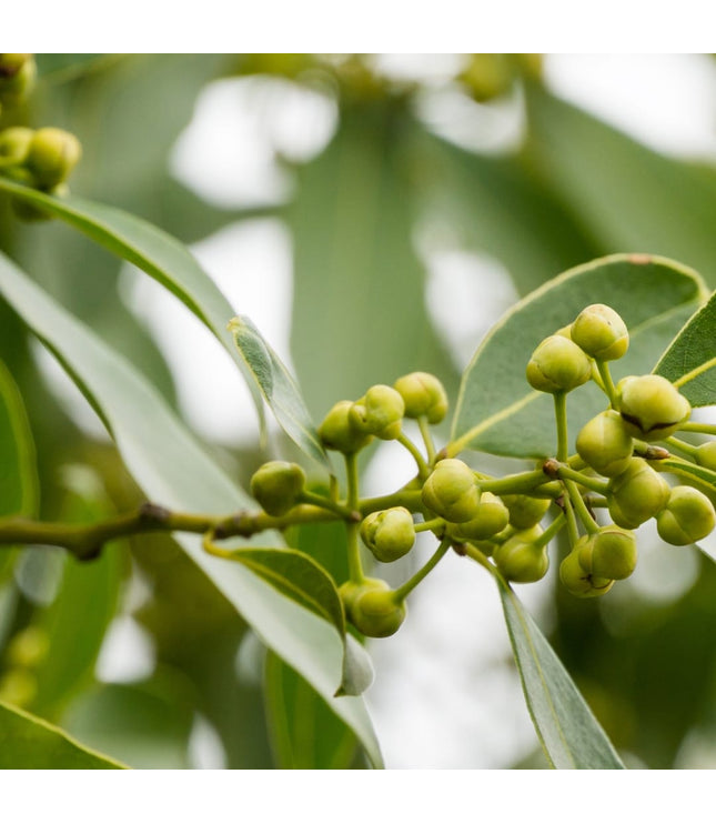 Savon entretien multi - usage - Eucalyptus - La Râpe à Savon