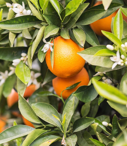 Savon Fleur d'Oranger et Miel - La Râpe à Savon