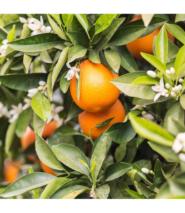 Savon Fleur d'Oranger et Miel - La Râpe à Savon