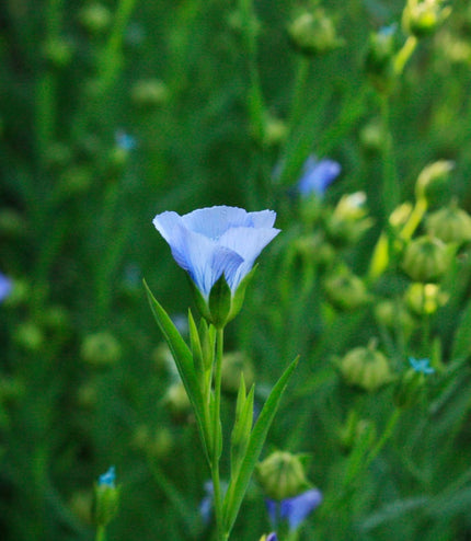 Savon Jasmin - Pamplemousse - La Râpe à Savon