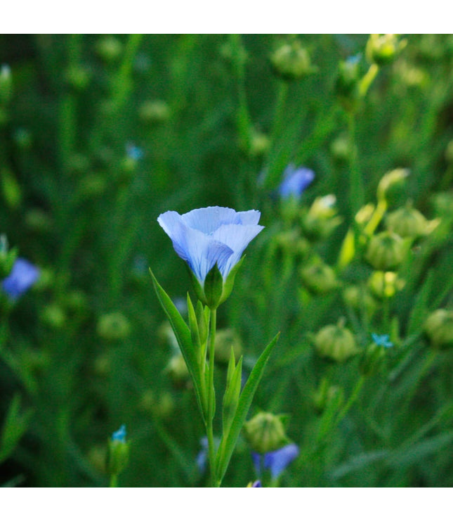 Savon Jasmin - Pamplemousse - La Râpe à Savon